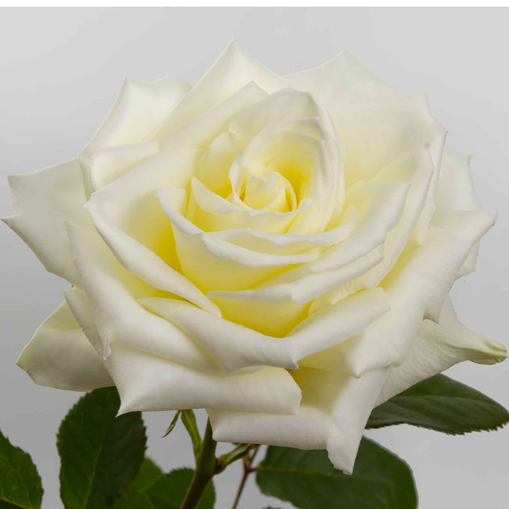 White Eskimo Roses