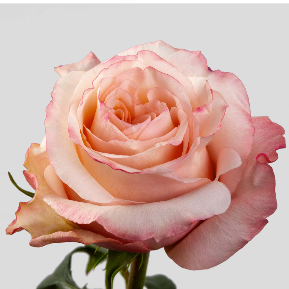(image for) Peach Fascination Roses — 100 Stems · 50cm