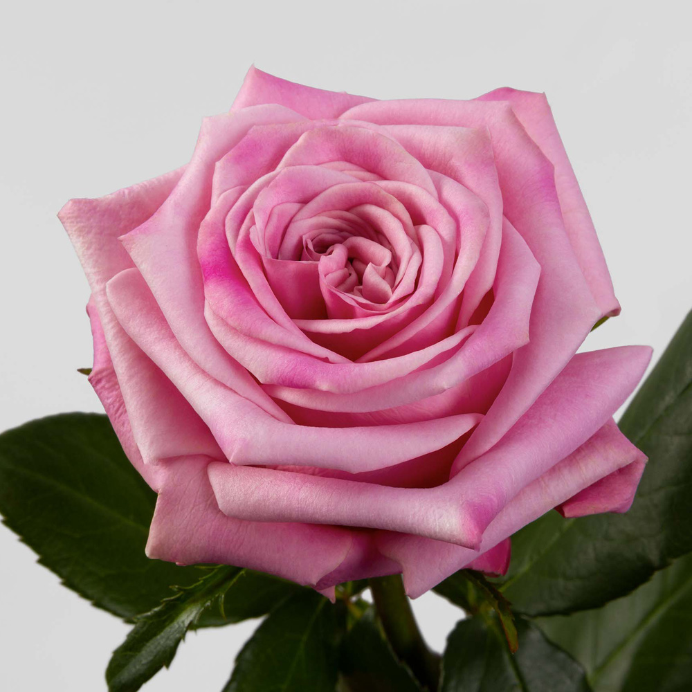 (image for) Pink Babaloo Roses — 100 Stems · 50cm