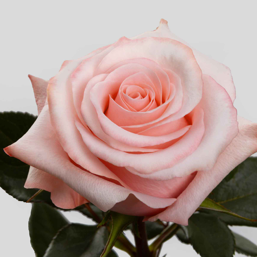 (image for) 100 Stems PKL 50cm Be Sweet Roses