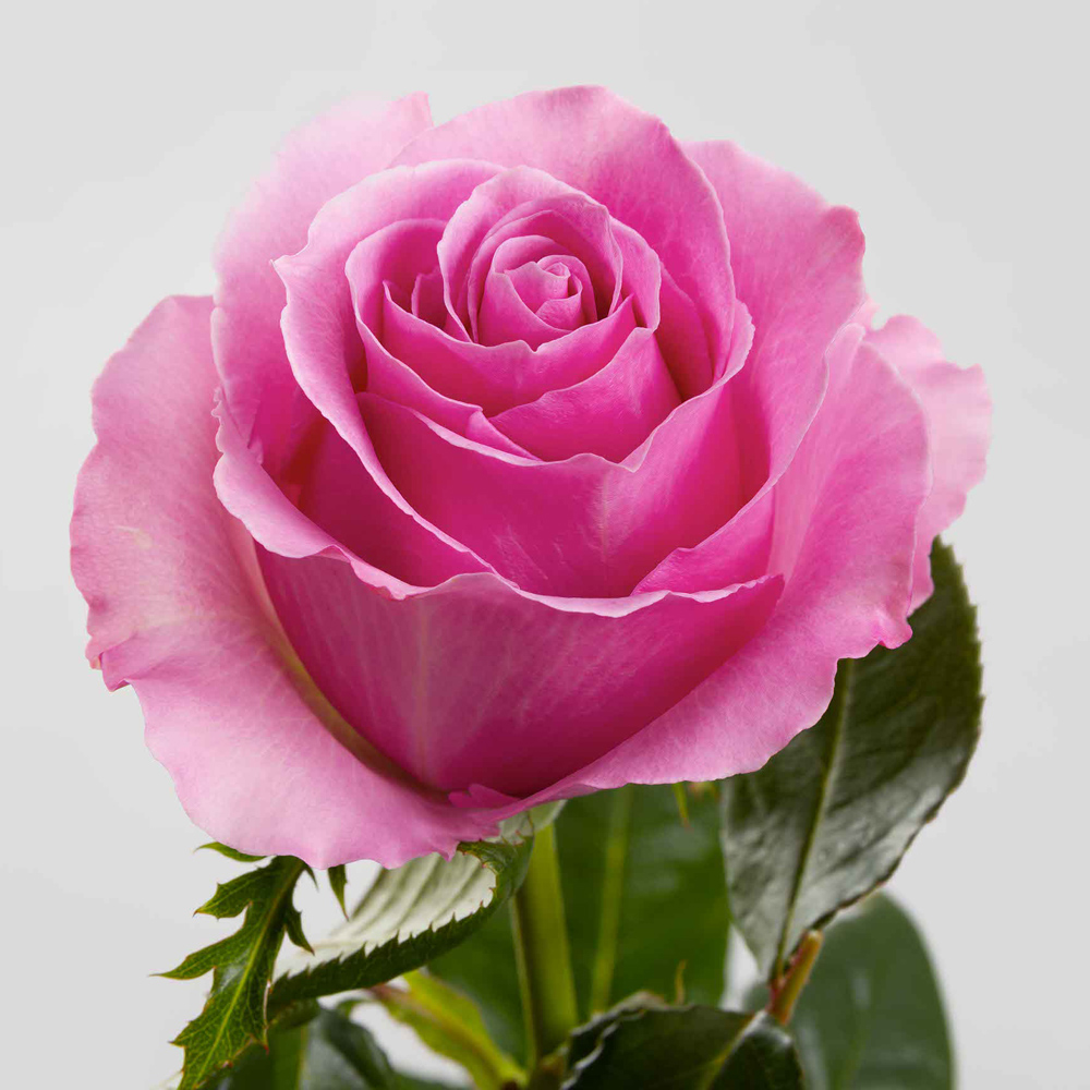 (image for) Pink Breathless Roses — 100 Stems · 50cm