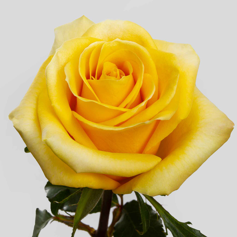 (image for) Yellow Bumblebee Roses — 100 Stems · 50cm