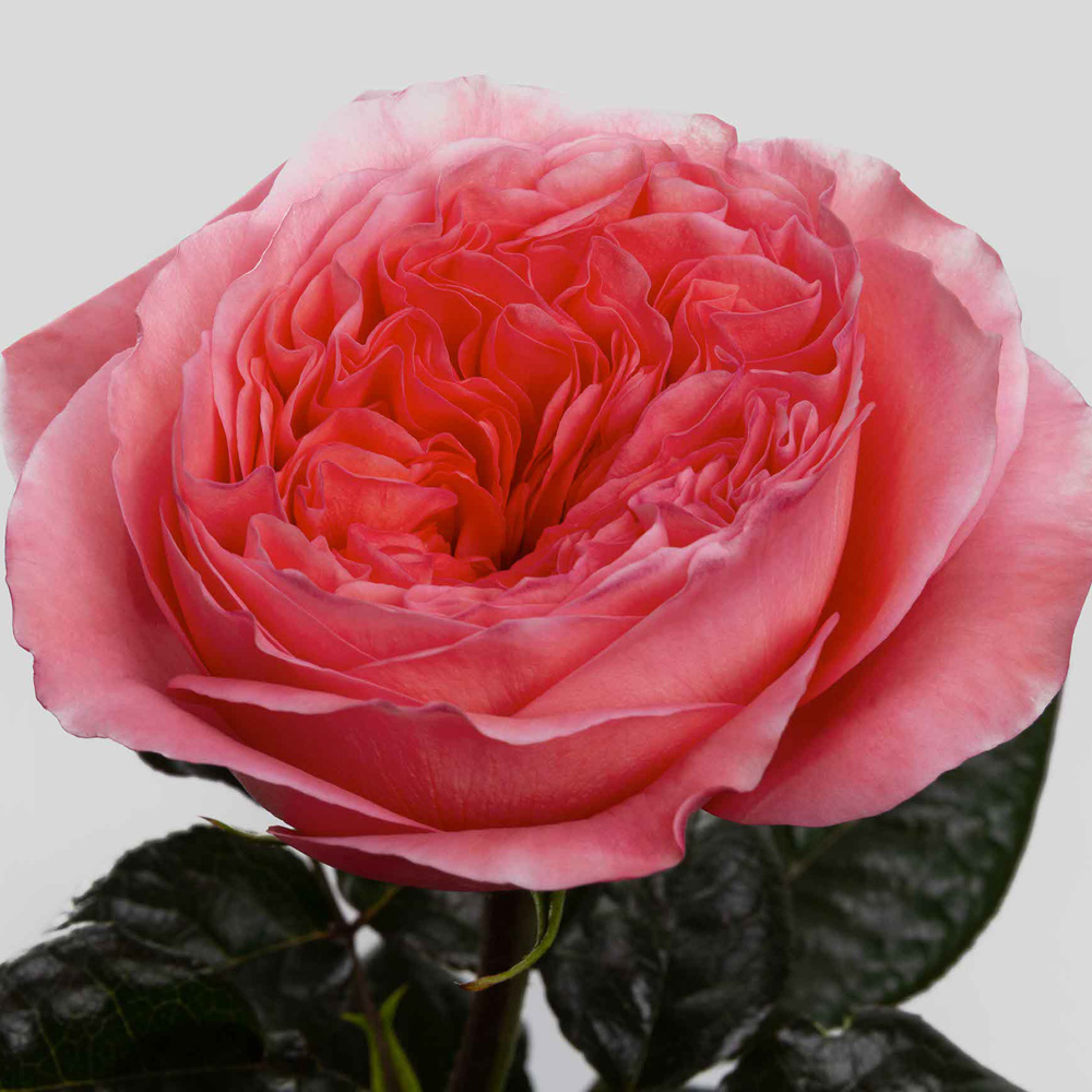 (image for) 100 Stems PKM 60cm Candy X-Pression Roses