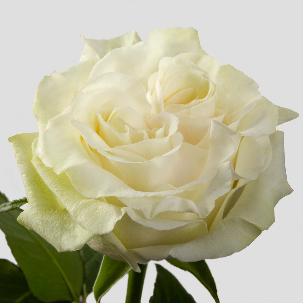 (image for) Cream Cotton X-Pression Roses — 100 Stems · 50cm
