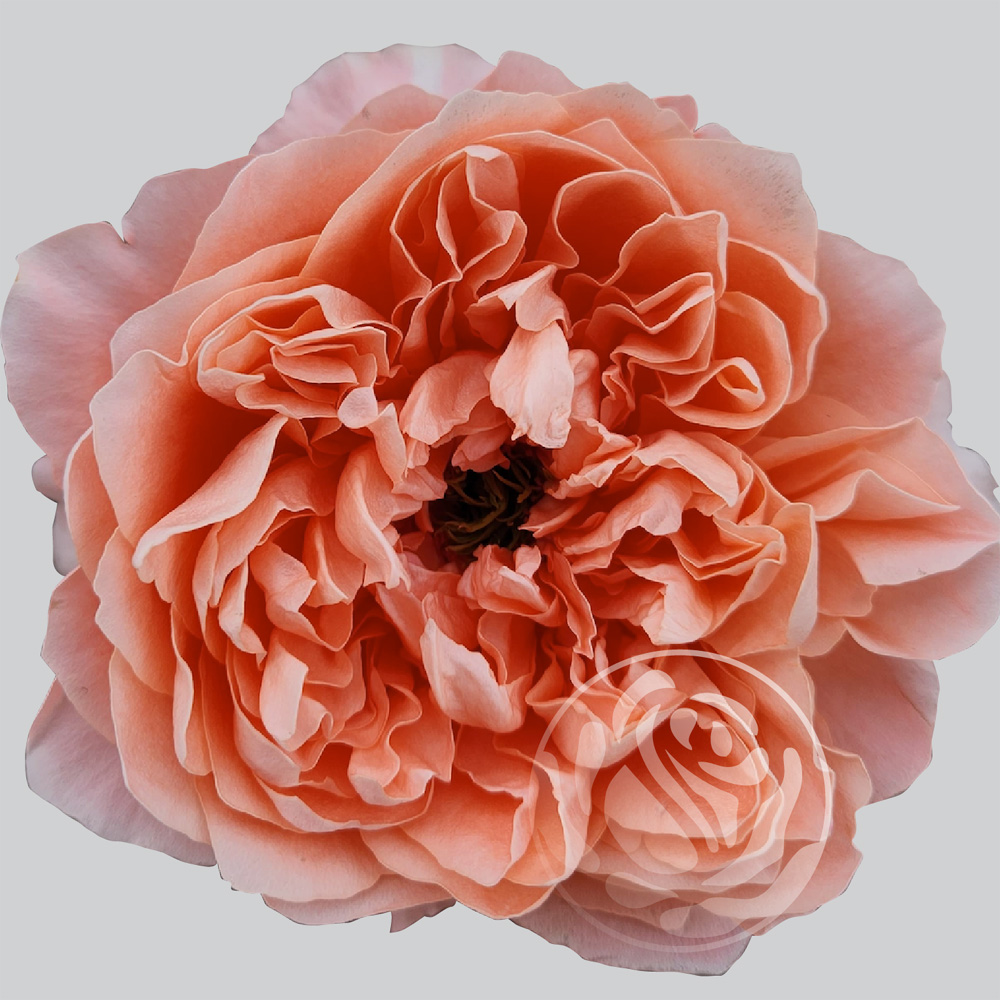 (image for) Coral Dragonfly Roses — 100 Stems · 50cm