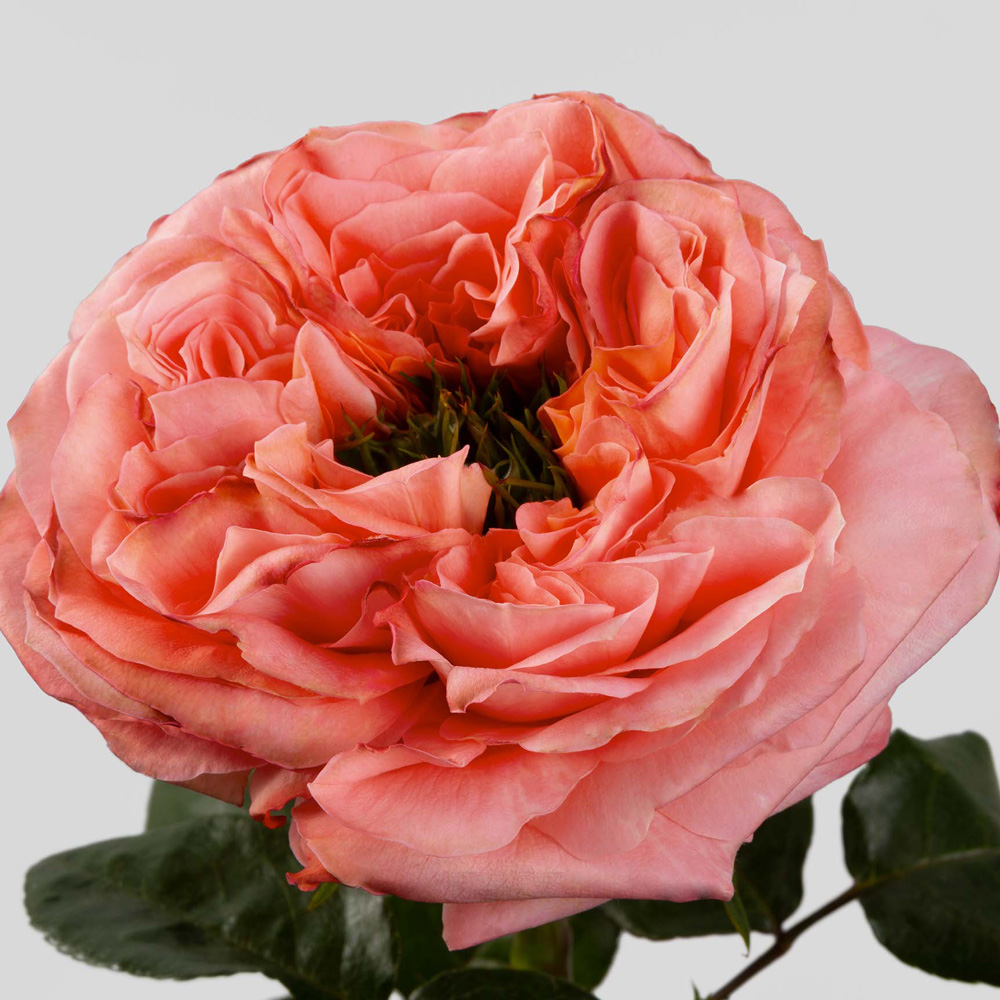 (image for) Coral Mandarin X-Pression Roses — 100 Stems · 50cm