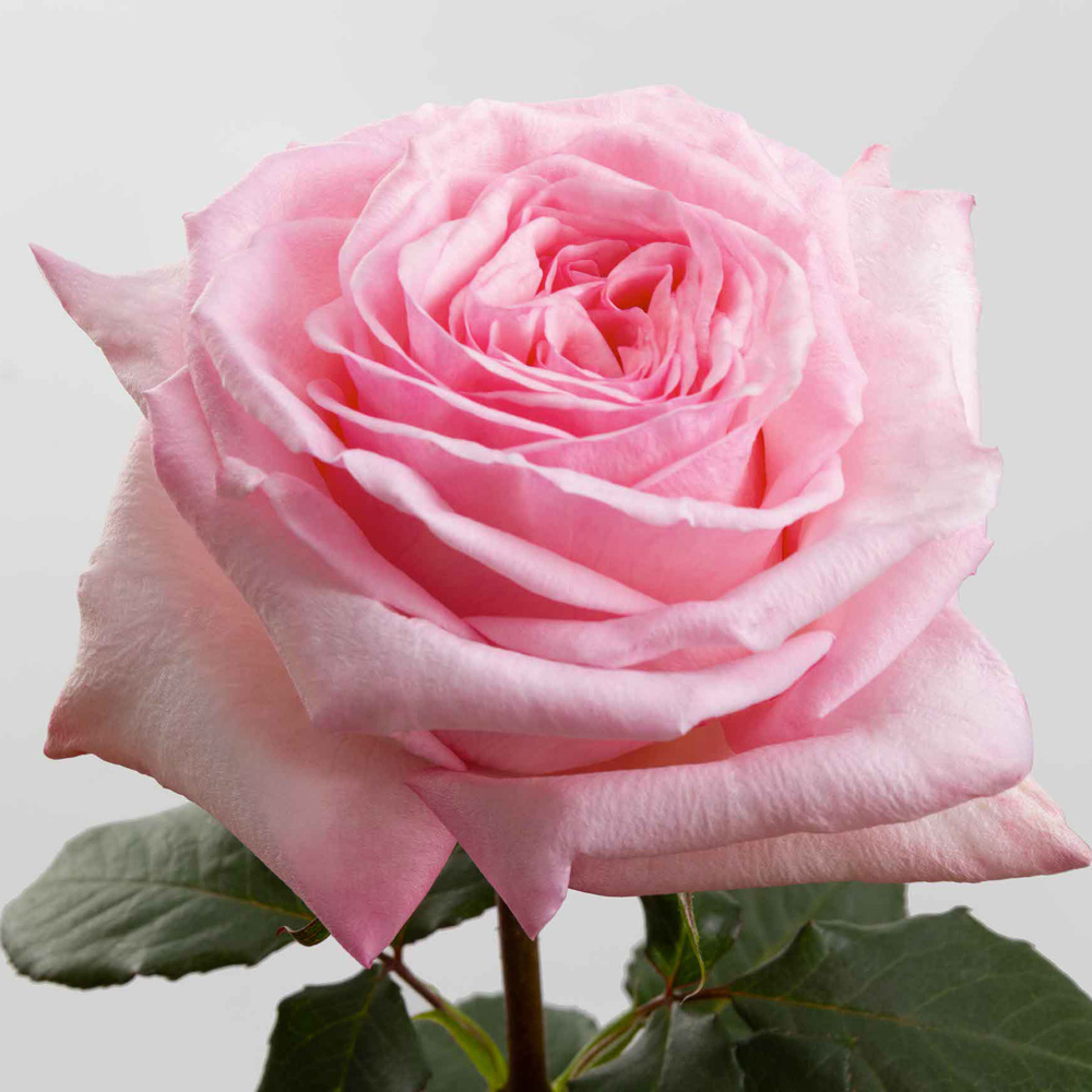 (image for) 100 Stems PKM 60cm Pink O'Hara Roses