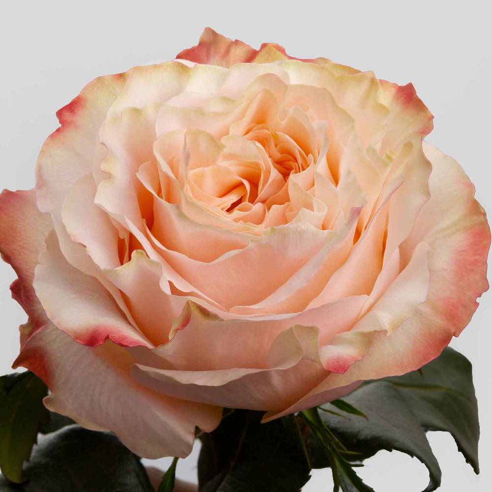 (image for) Peach Princess Crown Roses — 100 Stems · 50cm