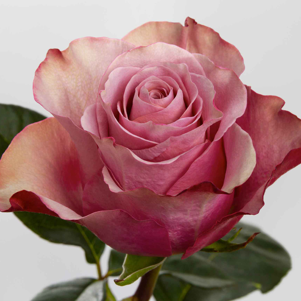 (image for) Lavender Purple Moon Roses — 100 Stems · 50cm