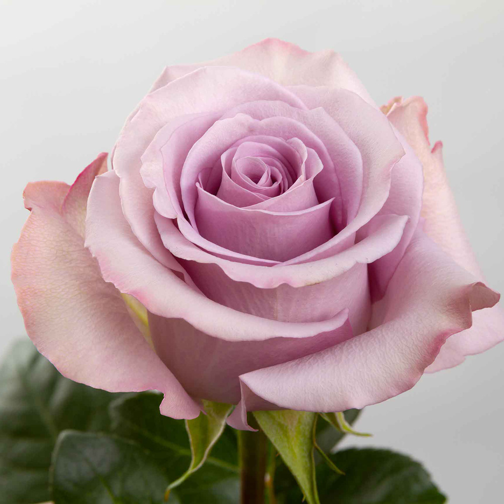 (image for) Lavender Star Platinum Roses — 100 Stems · 50cm