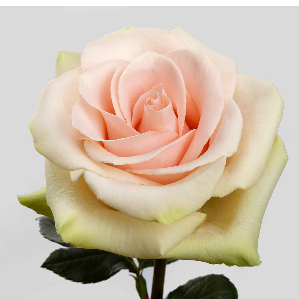 (image for) Pink Absolut in Pink Roses — 100 Stems · 50cm