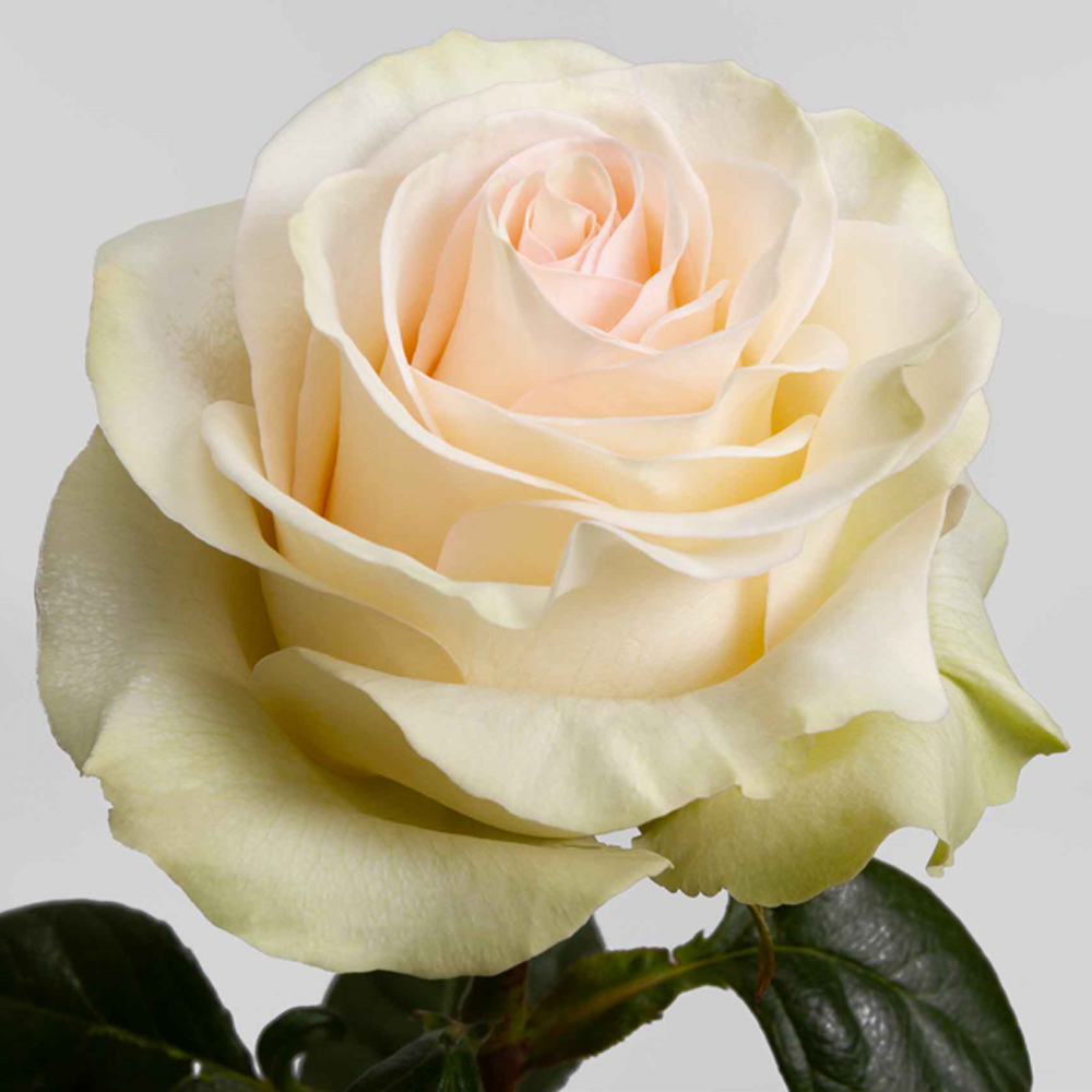 (image for) Cream Priority Roses — 100 Stems · 50cm