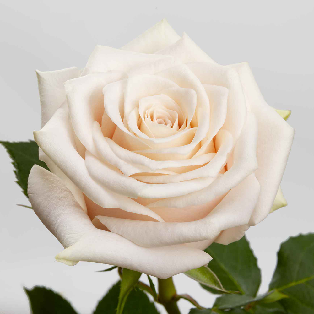 (image for) Cream Queen of Pearl Roses — 100 Stems · 50cm