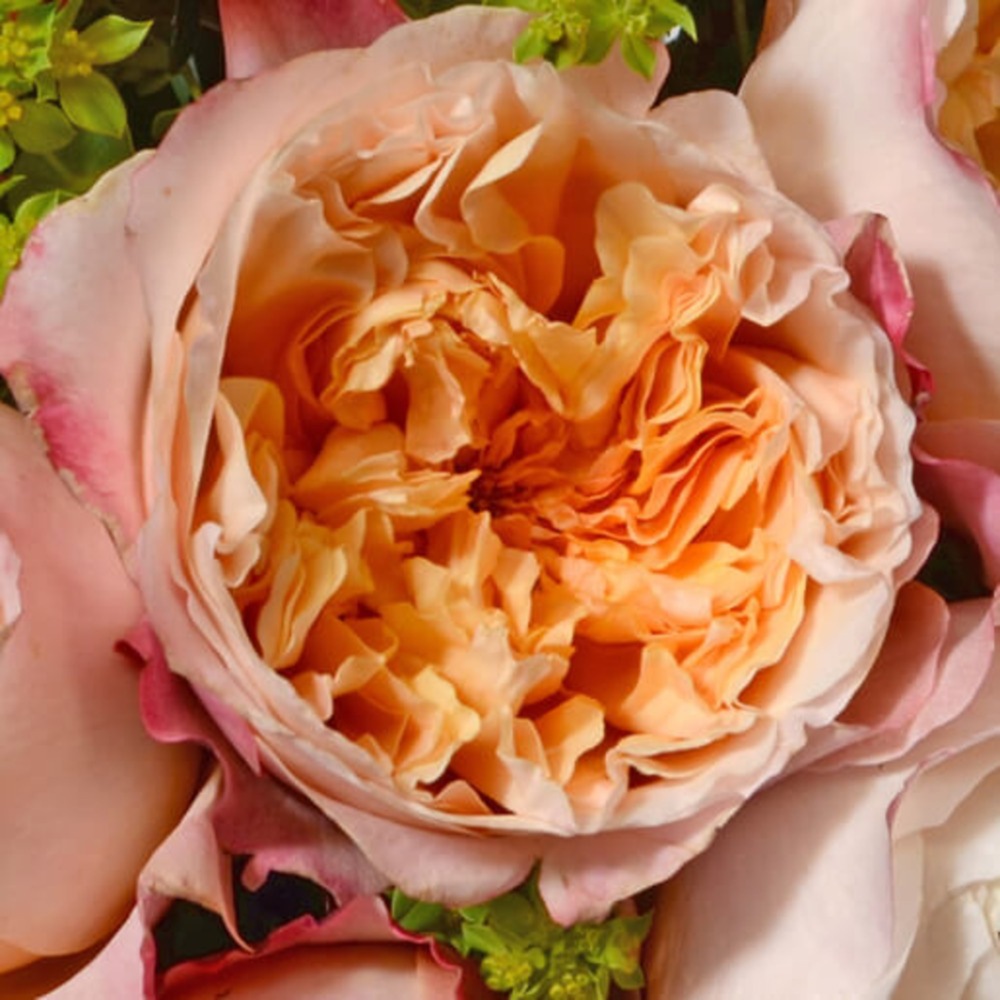 (image for) Edith Garden Roses — 12 Stems
