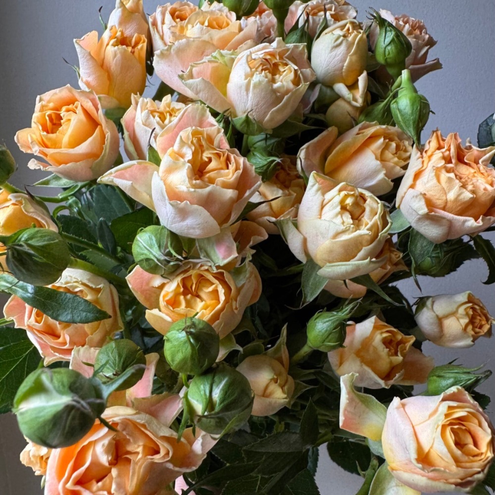 (image for) Princess Fairy Cup Joy Garden Spray Rose — Growers Bunch