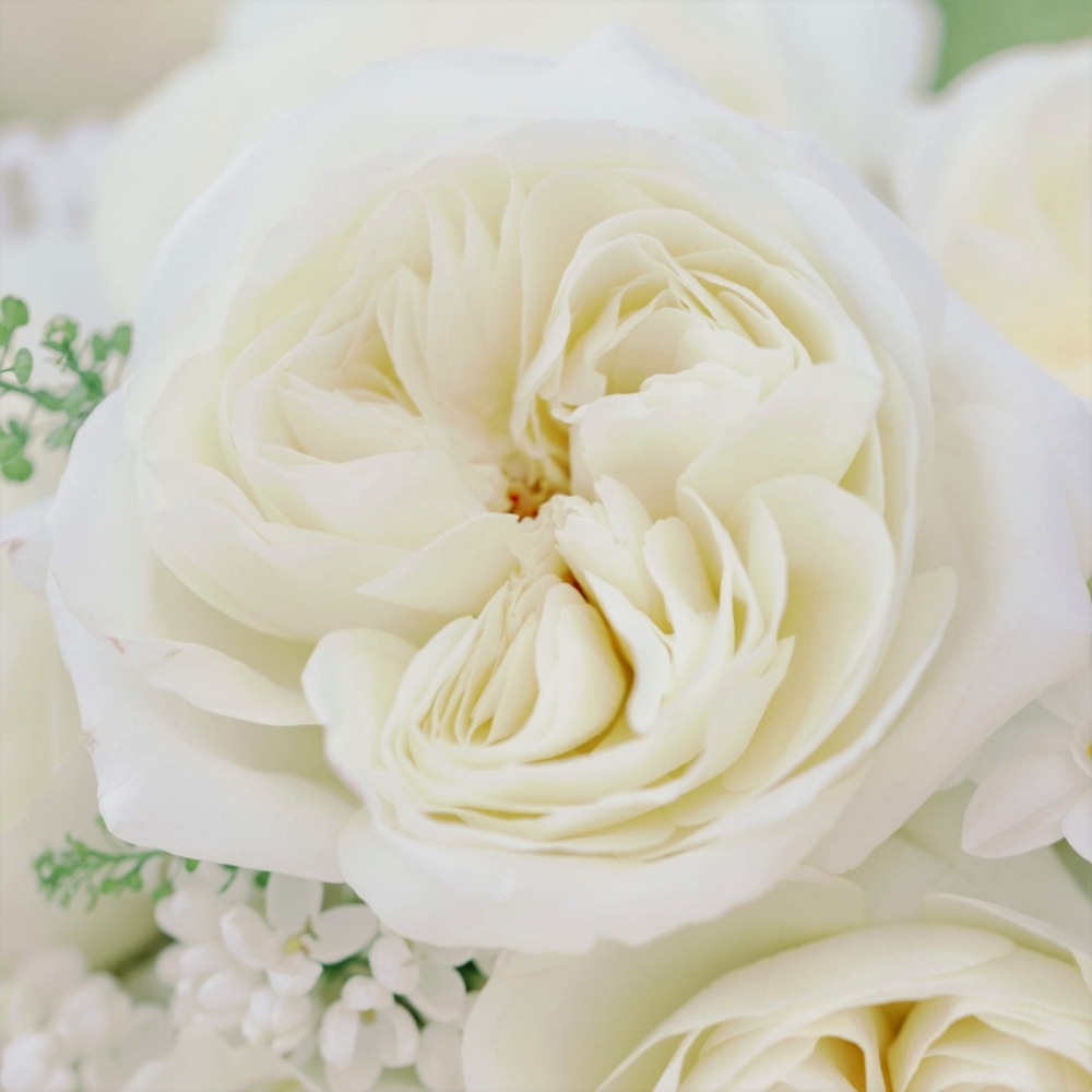 (image for) Leonora Garden Roses — 12 Stems