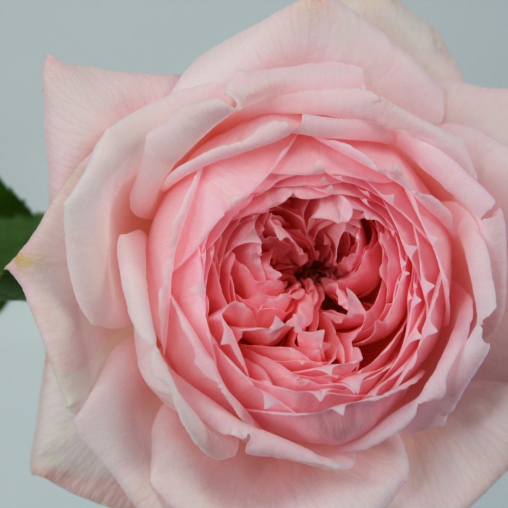 (image for) Princess Hitomi Garden Roses — 12 Stems