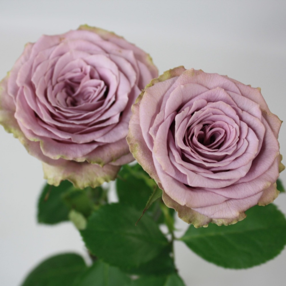 (image for) Princess Kaori Garden Roses — 12 Stems