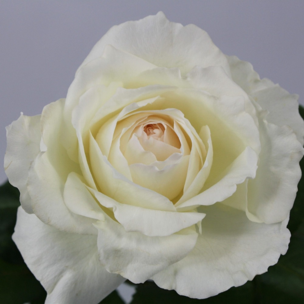 (image for) Princess Miyuki Garden Roses — 12 Stems