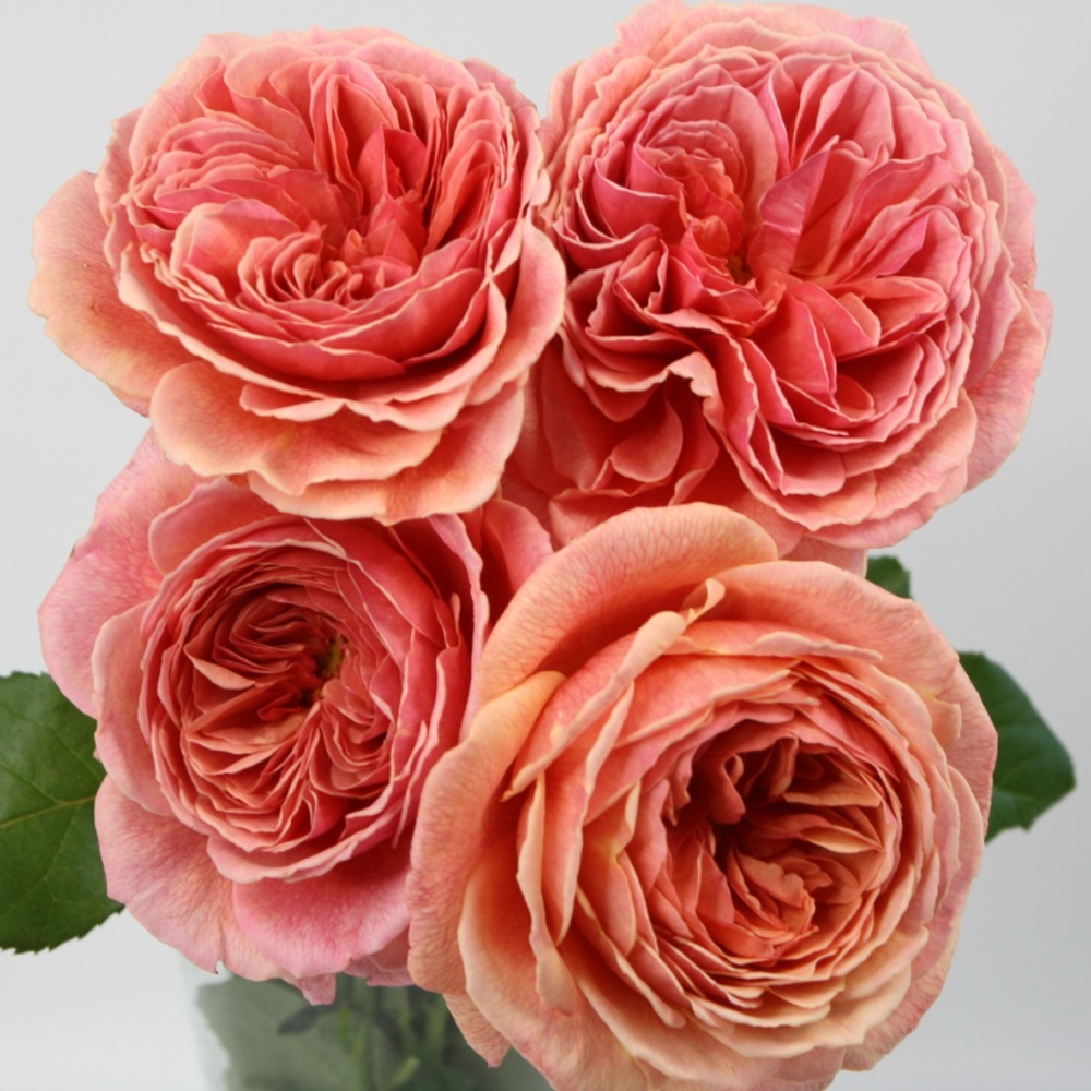 (image for) Wabara Kaolikazali Garden Roses — 12 Stems