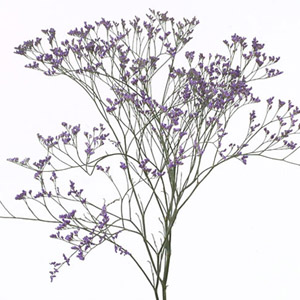 (image for) Latifolia Misty Blue