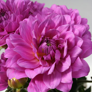 Dahlias - 10 Pink