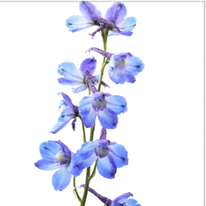 (image for) Bella Donna Delphinium - Pale Blue