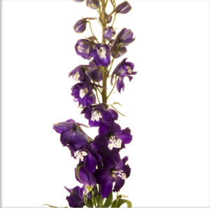 (image for) Hybrid Delphinium - Purple
