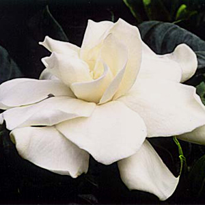 (image for) Gardenias — Box of 3