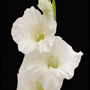 (image for) Gladiolus - White