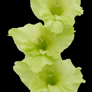 (image for) Green Gladiolus — 10 Stems