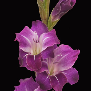 (image for) Purple Gladiolus — 10 Stems