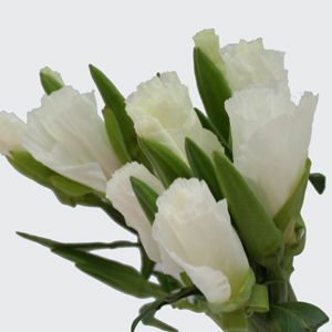 (image for) Godetia - White