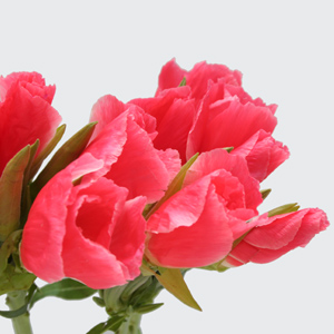 (image for) Godetia - Coral