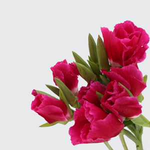 (image for) Godetia - Fuchsia