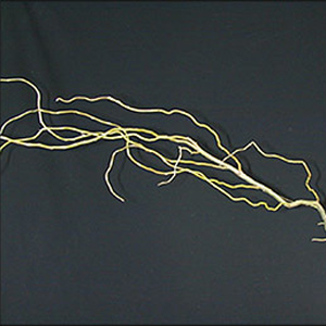 (image for) Curly Willow - Short