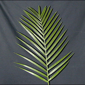 Emerald Palm -TePe - Click Image to Close