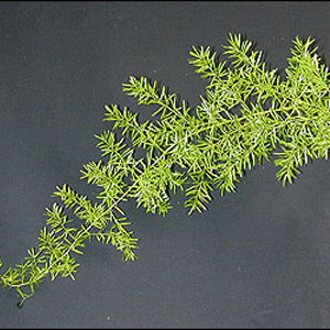 (image for) Sprengeri Fern — 20 Stems