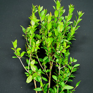 (image for) Myrtle