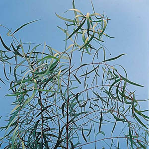 (image for) Eucalyptus — Willow