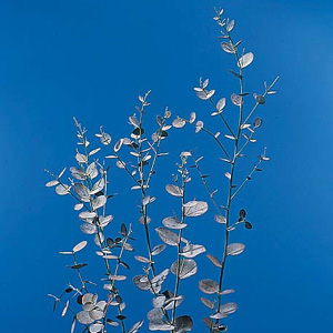 (image for) Eucalyptus - Gunni