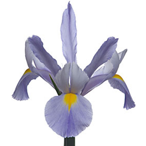 Iris - Pale Blue