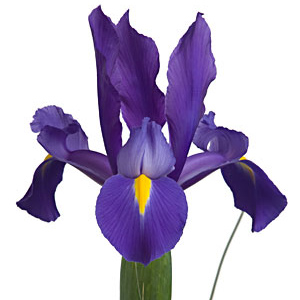 Iris - Blue
