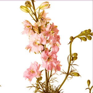 (image for) Larkspur - Pink