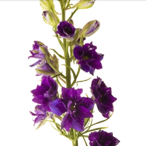 (image for) Larkspur - Purple