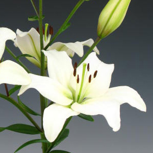Asiatic Lily - White - Click Image to Close