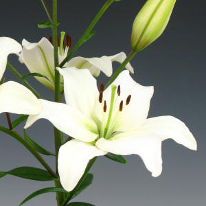 Modal Additional Images for Asiatic Lily - White