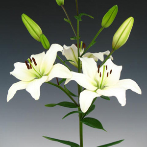 Asiatic Lily - White - Click Image to Close