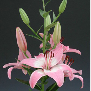 (image for) Asiatic Lily - Pink
