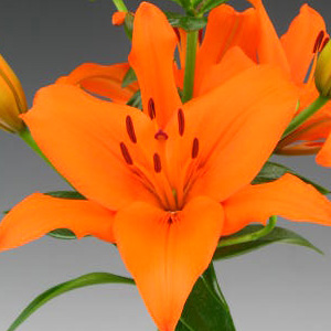 Modal Additional Images for Orange Asiatic Lilies — 10 Stems
